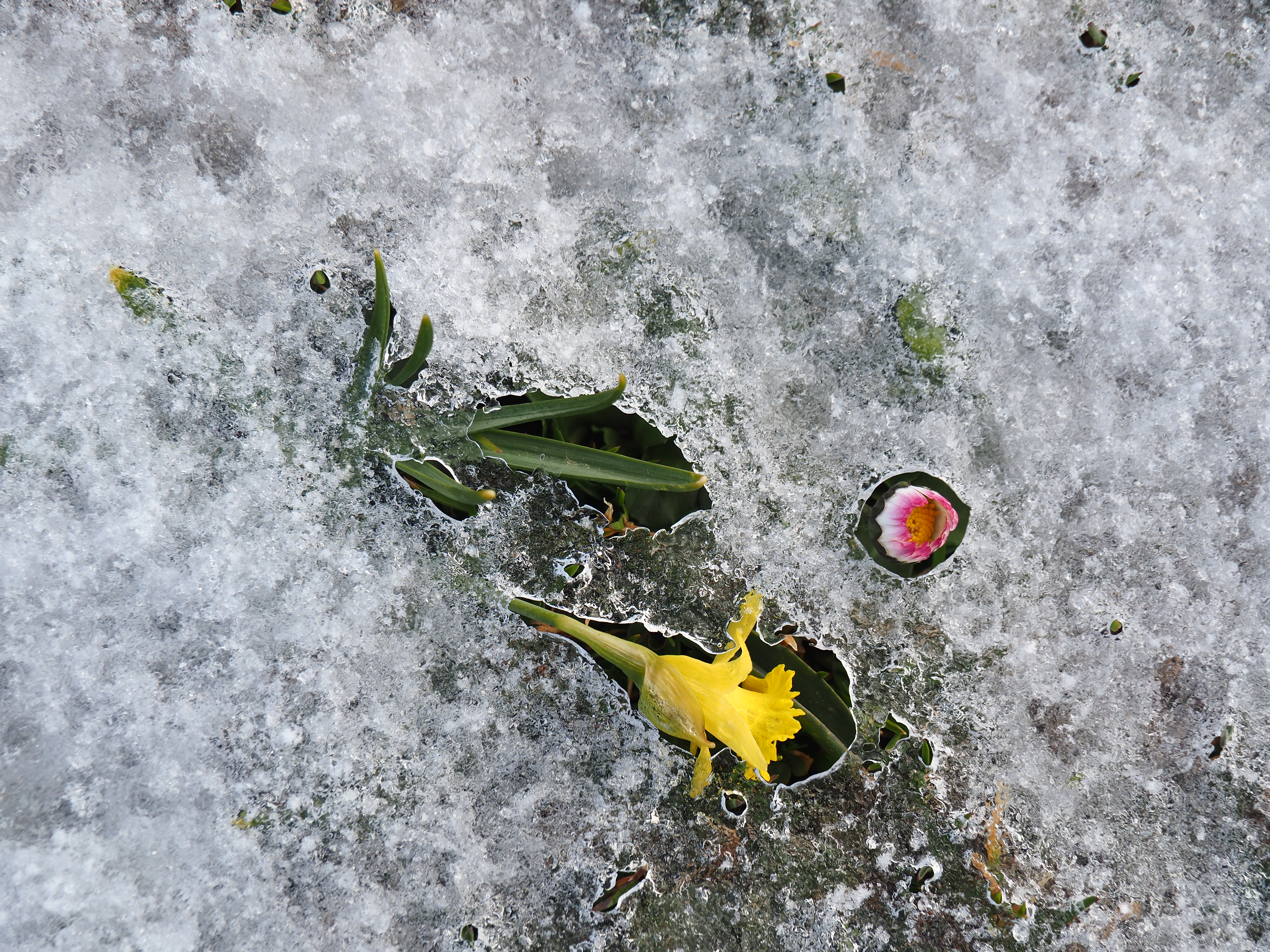 florecilla bonica